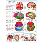 The Brain – 1000 Piece Jigsaw Puzzle (Eurographics)