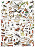 Insects by Vintage Images – 1000 Piece Jigsaw Puzzle (New York Puzzle Company)