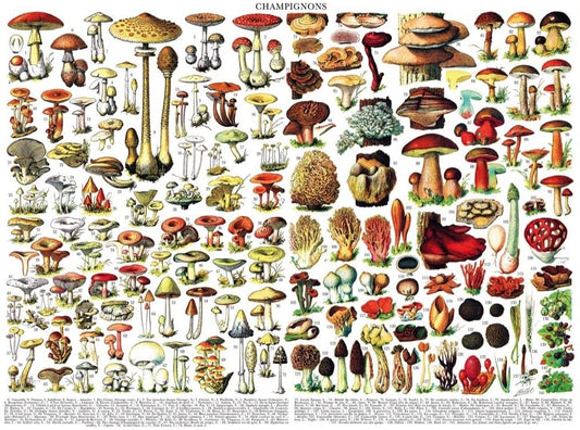 New York Puzzle Company - Vintage Images - Mushrooms - 1000 Piece Jigsaw Puzzle