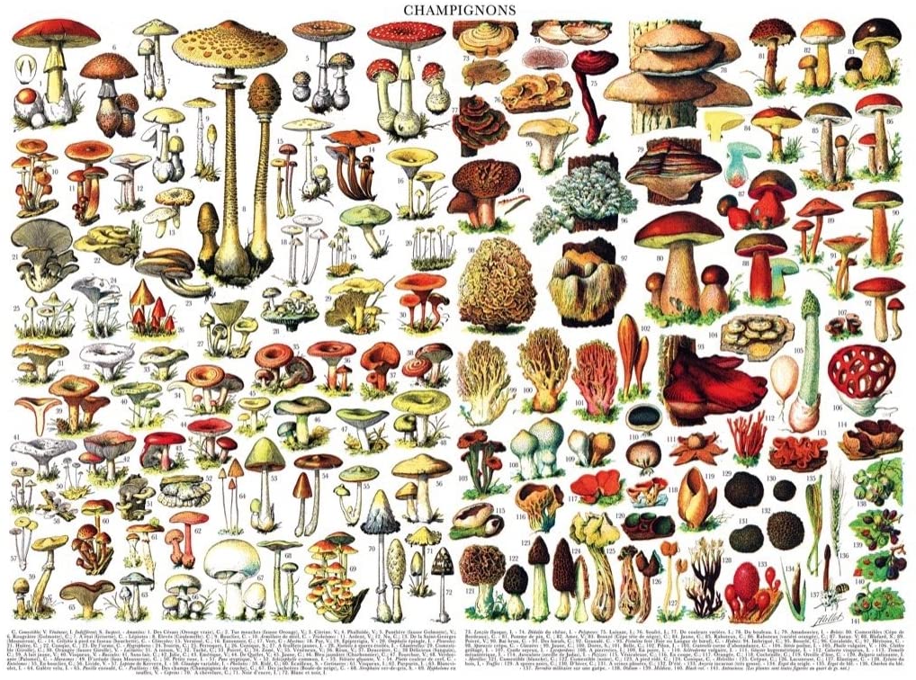 Mushrooms by Vintage Images – 1000 Piece Jigsaw Puzzle (New York Puzzle Company)