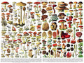 Mushrooms by Vintage Images – 1000 Piece Jigsaw Puzzle (New York Puzzle Company)
