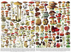 Mushrooms by Vintage Images – 1000 Piece Jigsaw Puzzle (New York Puzzle Company)