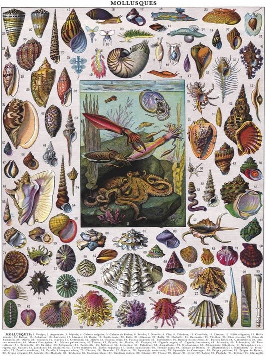 New York Puzzle Company - Vintage Images - Mollusks - 1000 Piece Jigsaw Puzzle