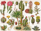 Cactus by Vintage Images – 1000 Piece Jigsaw Puzzle (New York Puzzle Company)