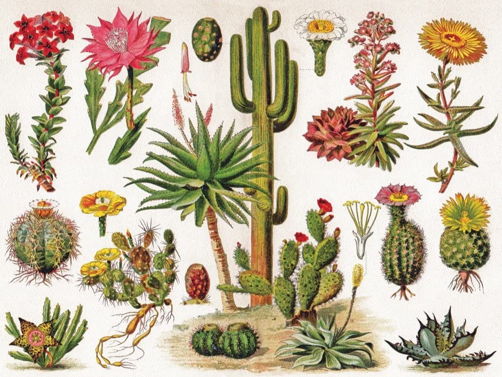 Cactus by Vintage Images – 1000 Piece Jigsaw Puzzle (New York Puzzle Company)