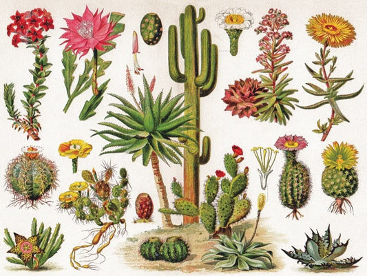 New York Puzzle Company - Vintage Images - Cactus - 1000 Piece Jigsaw Puzzle