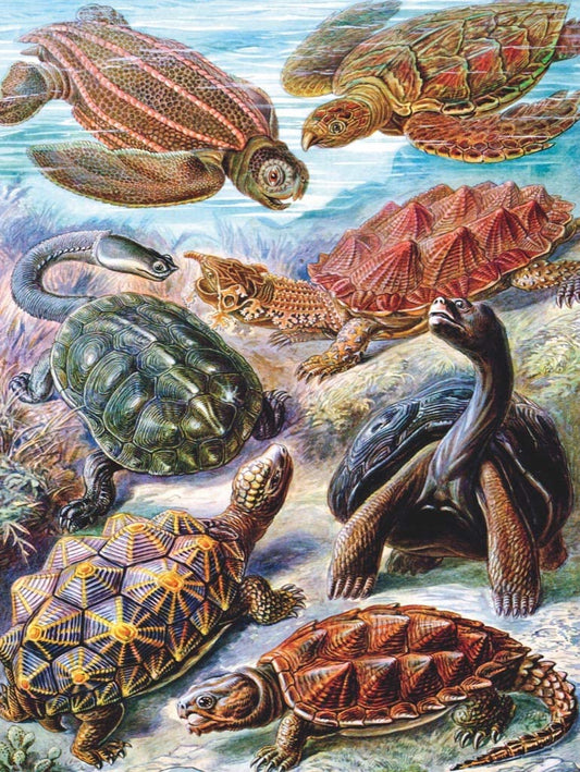 New York Puzzle Company - Vintage Images - Turtles - 1000 Piece Jigsaw Puzzle