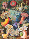 Sea Anemones by Vintage Images – 1000 Piece Jigsaw Puzzle (New York Puzzle Company)