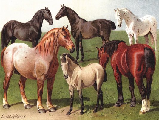 New York Puzzle Company - Horse Breeds - 1000 Piece Jigsaw Puzzle