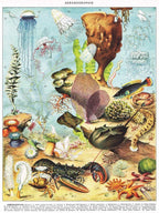 Océanographie by Vintage Images – 1000 Piece Jigsaw Puzzle (New York Puzzle Company)