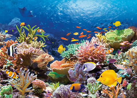 Coral Reef – 1000 Piece Jigsaw Puzzle (Castorland)