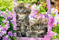 Kittens in Summer Garden – 1000 Piece Jigsaw Puzzle (Castorland)