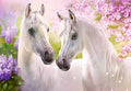 Romantic Horses – 1000 Piece Jigsaw Puzzle (Castorland)