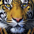 Golden Tiger Face by Jurek – 1000 Piece Jigsaw Puzzle (SunsOut)