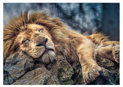 Sleeping Lion – 1000 Piece Jigsaw Puzzle (Trefl)