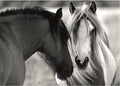 Black and White Horses – 1000 Piece Jigsaw Puzzle (Dino)