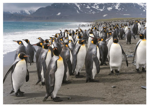 Penguins – 1000 Piece Jigsaw Puzzle (Dino)