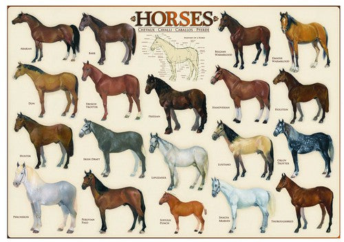 Eurographics - Horses - 1000 Piece Jigsaw Puzzle