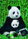 The Panda family – 1000 Piece Jigsaw Puzzle (Eurographics)