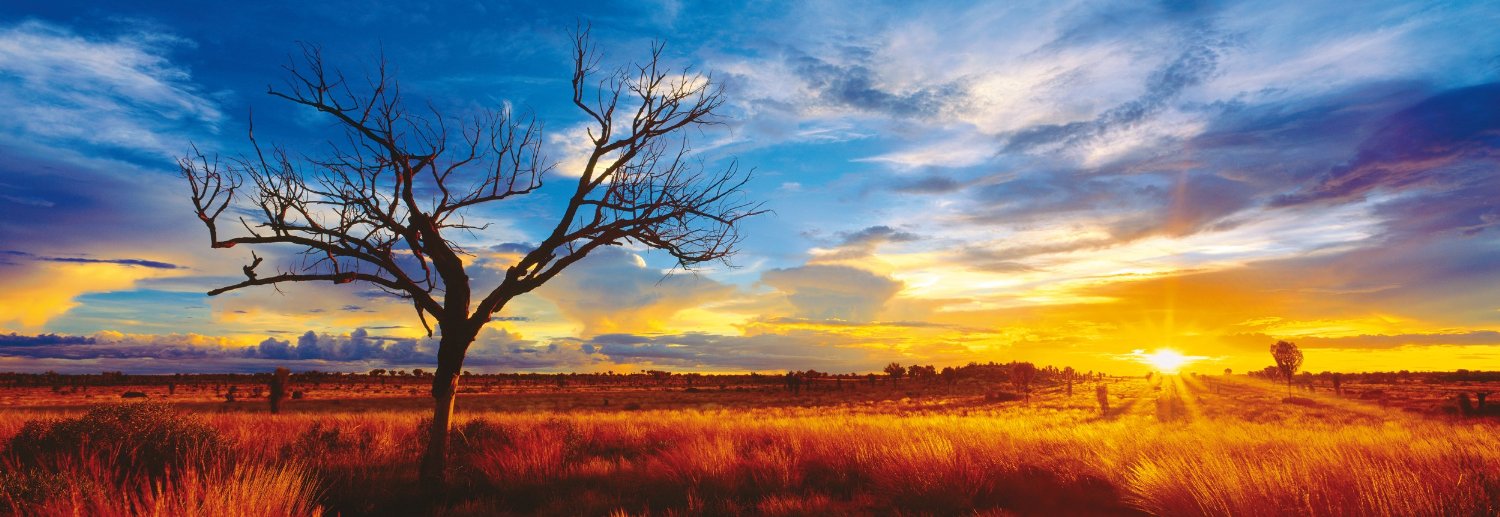 Australia, Oak of the desert at the sunset by Mark Gray – 1000 Piece Jigsaw Puzzle (Schmidt)
