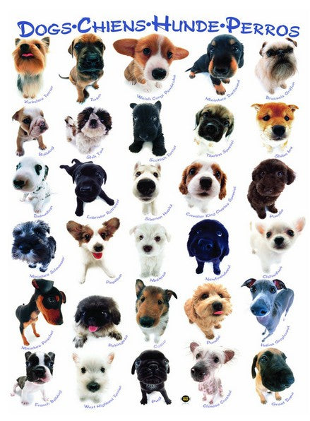 Dogs – 1000 Piece Jigsaw Puzzle (Eurographics)