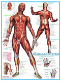 The Muscular System – 1000 Piece Jigsaw Puzzle (Eurographics)