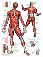 The Muscular System – 1000 Piece Jigsaw Puzzle (Eurographics)