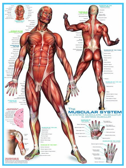 Eurographics 6000-2015 The Muscular System - 1000 Piece Jigsaw Puzzle