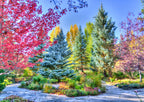 Colorful Forest, Colorado, USA – 1000 Piece Jigsaw Puzzle (Grafika)