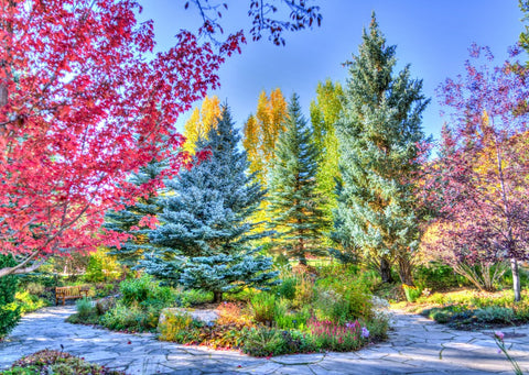 Colorful Forest, Colorado, USA – 1000 Piece Jigsaw Puzzle (Grafika)