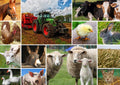 Farmyard Animals – 1000 Piece Jigsaw Puzzle (Grafika)