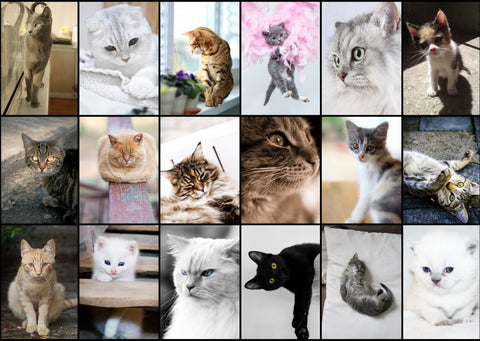 Cats – 1000 Piece Jigsaw Puzzle (Grafika)