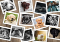 Dogs – 1000 Piece Jigsaw Puzzle (Grafika)