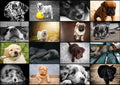 Dogs – 1000 Piece Jigsaw Puzzle (Grafika)