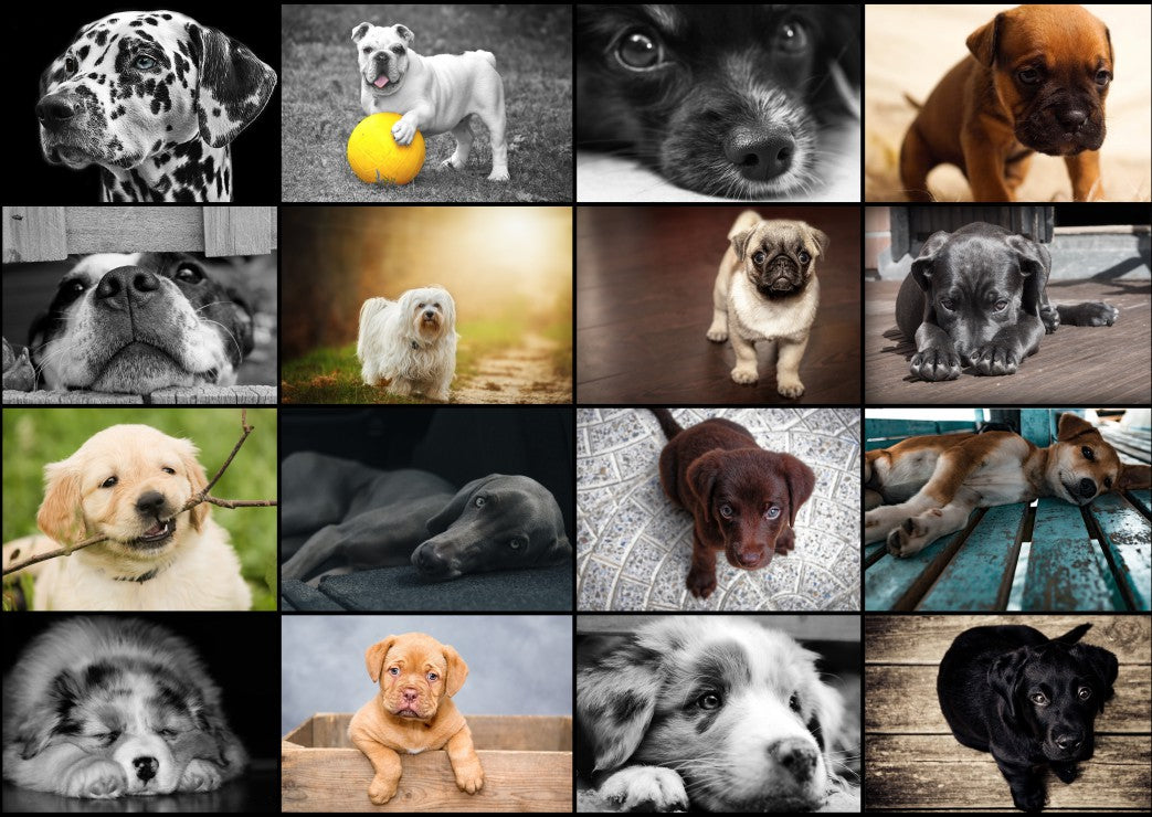 Dogs – 1000 Piece Jigsaw Puzzle (Grafika)