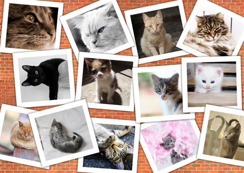 Cats – 1000 Piece Jigsaw Puzzle (Grafika)