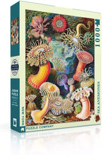Sea Anemones by Vintage Images – 1000 Piece Jigsaw Puzzle (New York Puzzle Company)