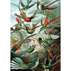 Hummingbirds by Ernest Haeckel – 1000 Piece Jigsaw Puzzle (Piatnik)