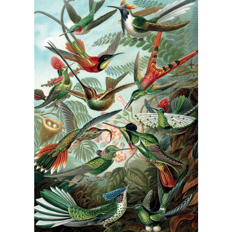 Hummingbirds by Ernest Haeckel – 1000 Piece Jigsaw Puzzle (Piatnik)